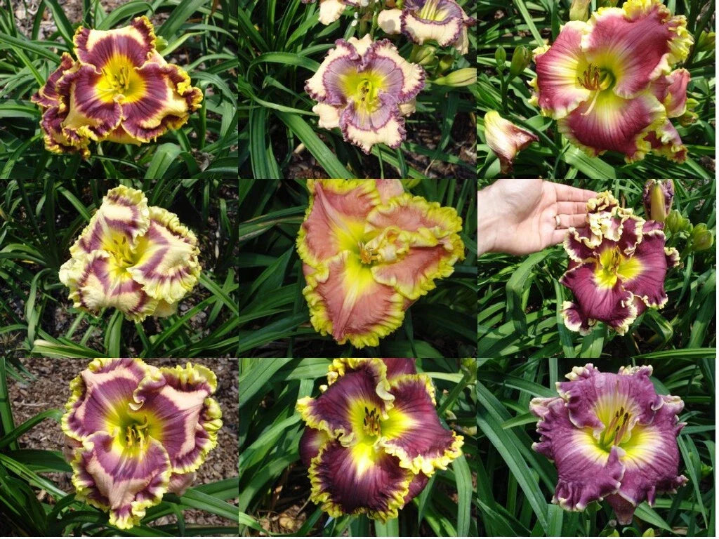 Mixed Daylilies - (10) Bare Root Plants - Premium Varieties - Hemerocallis