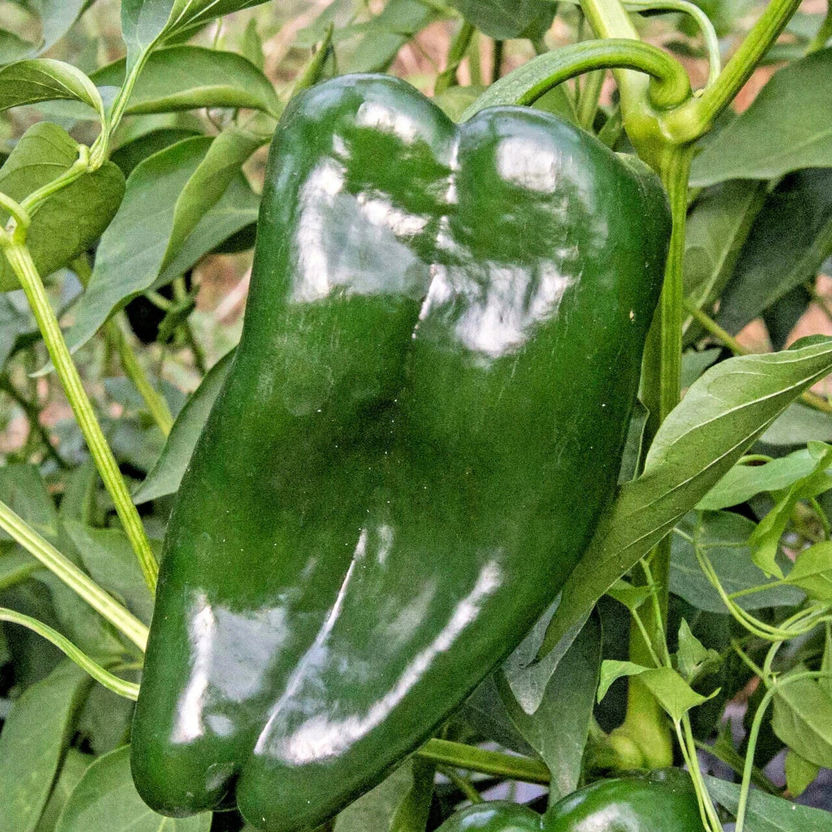 Poblano Ancho Hot Pepper Seeds - Organic Vegetable Seeds for Summer Garden - Capsicum annuum