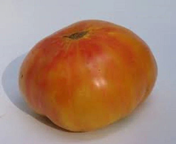 Old German Tomato Seeds - 25 Fresh Seeds - Heirloom Variety - Solanum lycopersicum