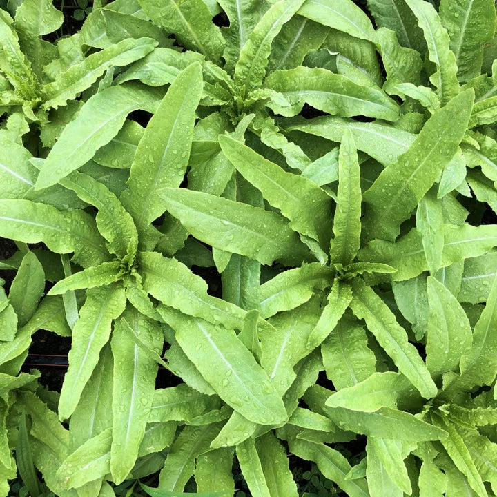 Sword Choy Seeds | Taiwanese Narrow Leaf Lettuce | Celtuce Variety | AA Choy 2025