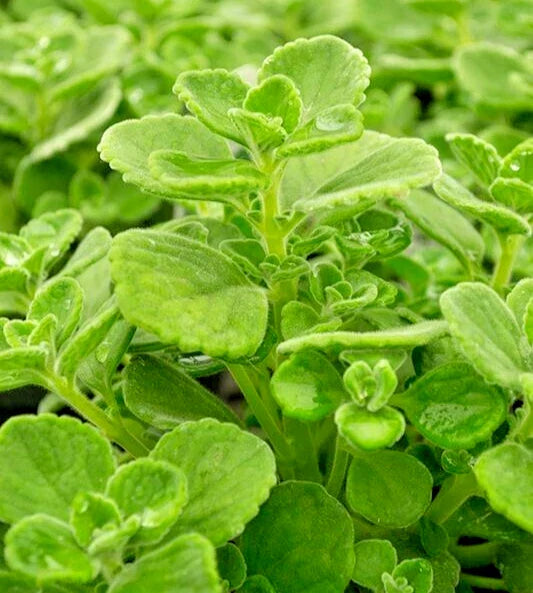 Succulent Cuttings 4" Variegated Plectranthus Coleoides Swedish Ivy 3 Live Plants