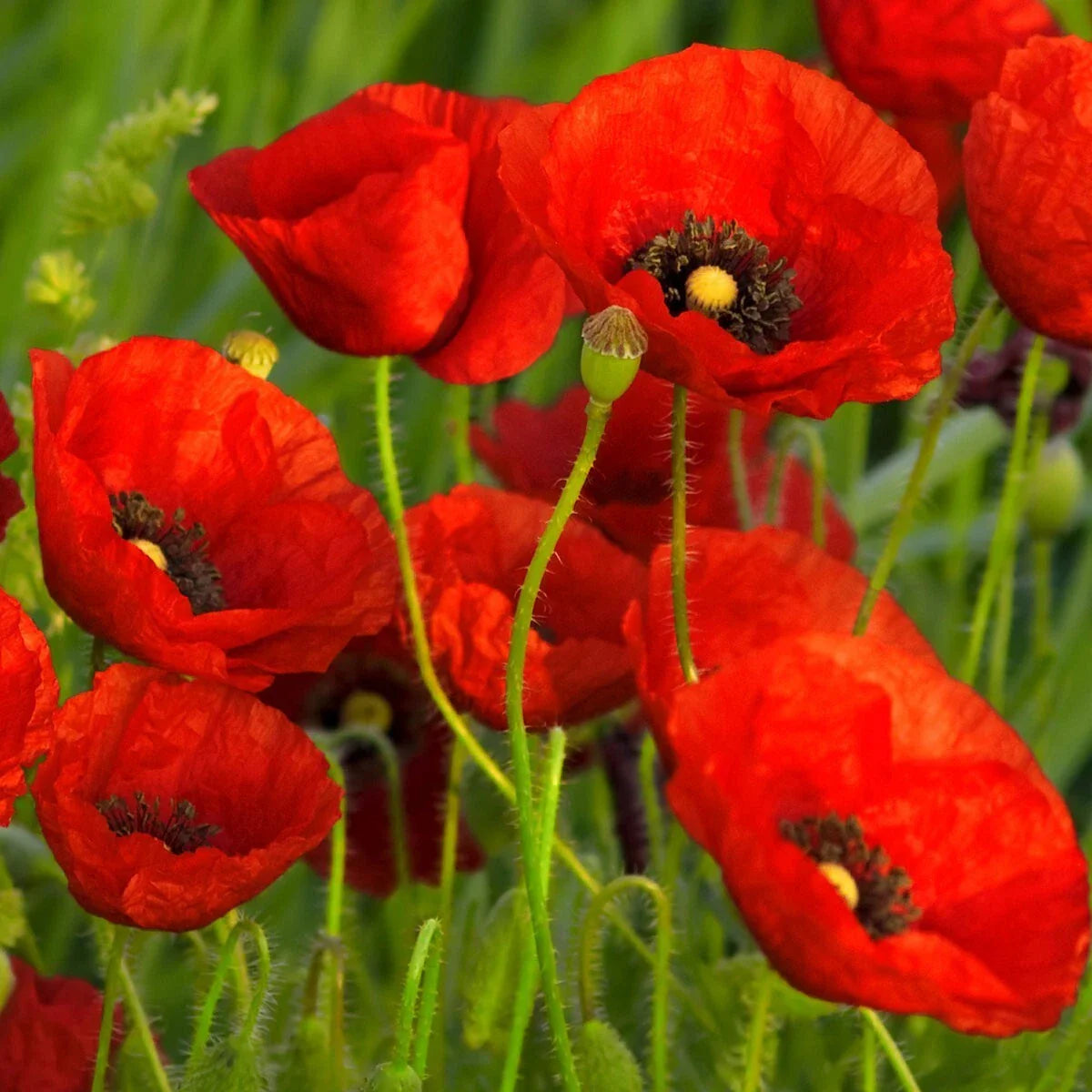 Red Poppy Wildflower Seeds 1/4 Lb - Papaver rhoeas - Everwilde Farms Mylar Seed Packet