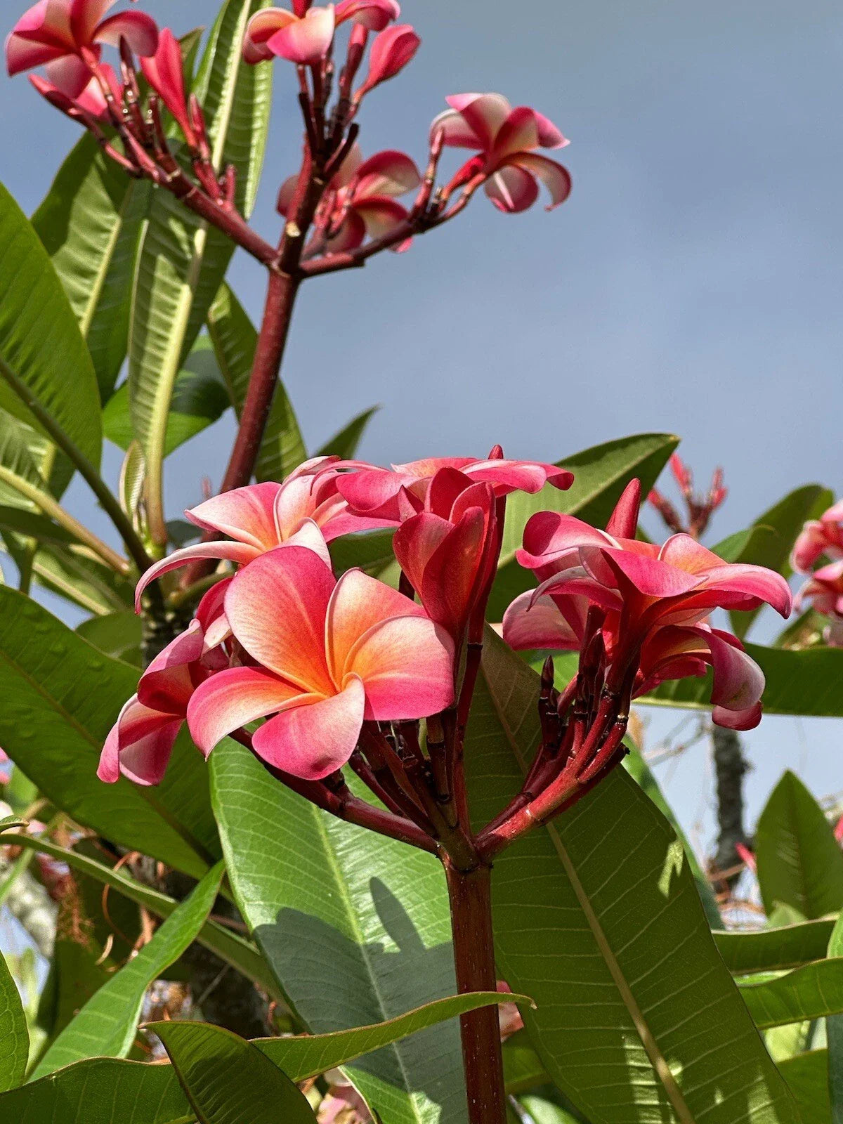 Pink Plumeria Starter Cutting - 10 Inch Unrooted Single Head (Plumeria rubra) - Set of 10 Fresh Cuttings