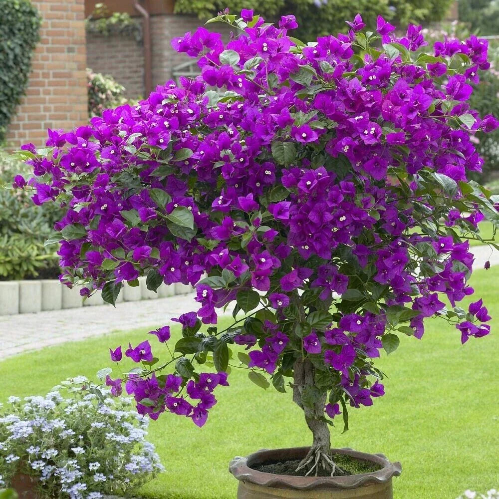 Violet Bougainvillea Starter Plant - Small Well Rooted - Rare & Hard to Find - Bougainvillea spp.