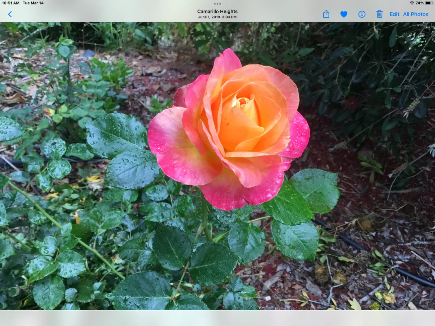 Rose Cuttings - Glowing Sunset Variety - Rosa Hybrid