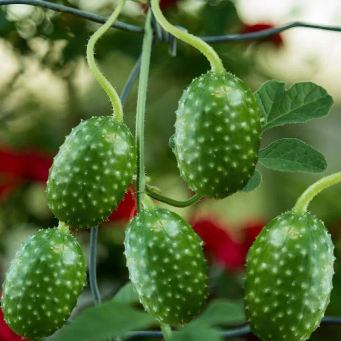 West Indian Gherkin Cucumber Seeds - 2025 Planting - Cucumis Anguria Burr - Heirloom Vegetable Seeds