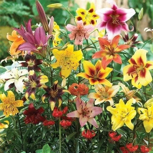 Lily Bulb Mix - All Summer Variety - Oriental, Tiger, Asiatic, Trumpet - Lilium spp. for Planting