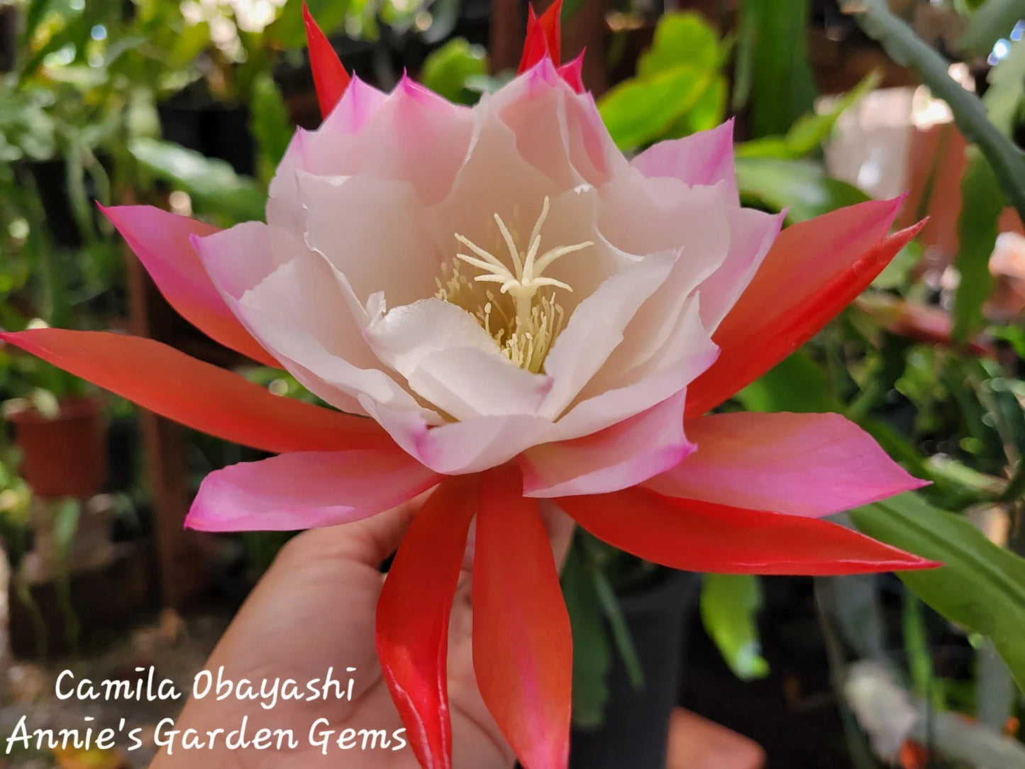 Epiphyllum Camila Obayashi Orchid Cactus - 4 Inch Pot, Well Rooted Succulent Plant