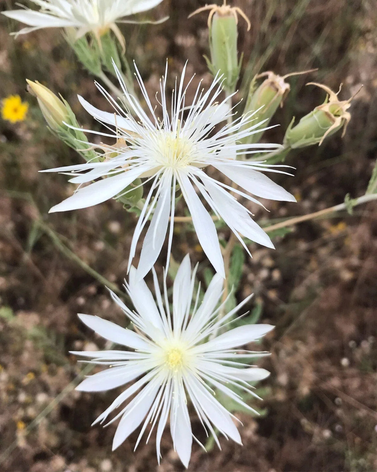 Mentzelia nuda Seeds, Bractless Blazingstar, Native Wildflower Seeds for Garden Planting