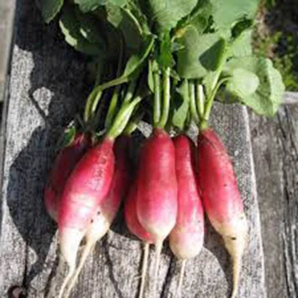 Heirloom Radish Seeds - French Breakfast Variety, Non-GMO, 1000 Seeds, Perfect for Home Gardening