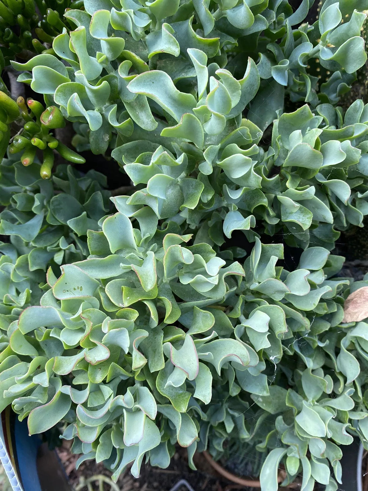 Ripple Jade Cuttings 3 Pack, Ruffle Jade, Crassula arborescens subsp. undulatifolia, Succulent Plant for Propagation