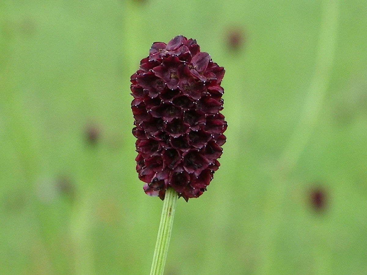 Salad Burnet Seeds - 90+ Non-GMO 'Little Angel' Culinary Herb - Sanguisorba minor