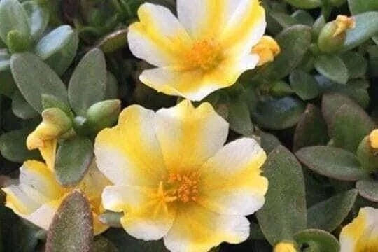 LEMON TWIST Portulaca Oleracea - Colorful Purslane Succulent Plant - US Seller