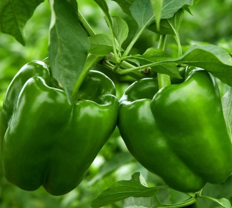 Emerald Giant Bell Pepper Seeds - 50+ Sweet Green Vegetable Garden - Capsicum Annuum