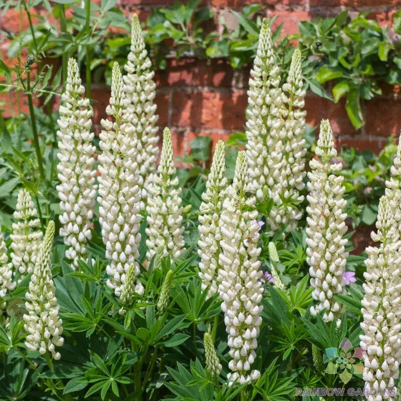Noble Maiden Lupine Seeds - 25+ Pack for Garden Planting - Lupinus polyphyllus - USA Grown, Free Shipping