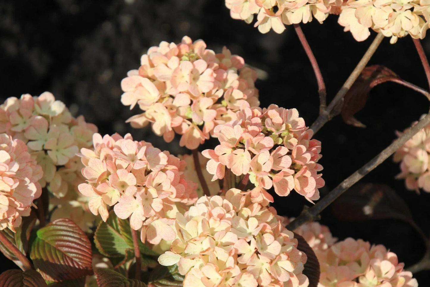 Kern's Pink Viburnum Plant 12-16 in Bare Root Pink Snowball Flowers Viburnum plicatum f. plicatum 'Pink' Zones 5-8