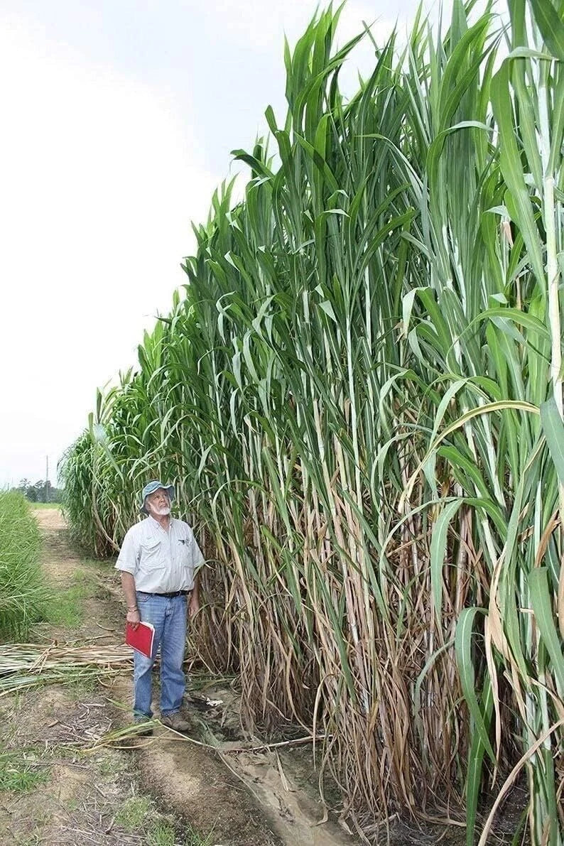 Elephant Grass Seeds - Tall - High-Quality Perennial Grass - Miscanthus giganteus - Ships from Iowa, Made in USA