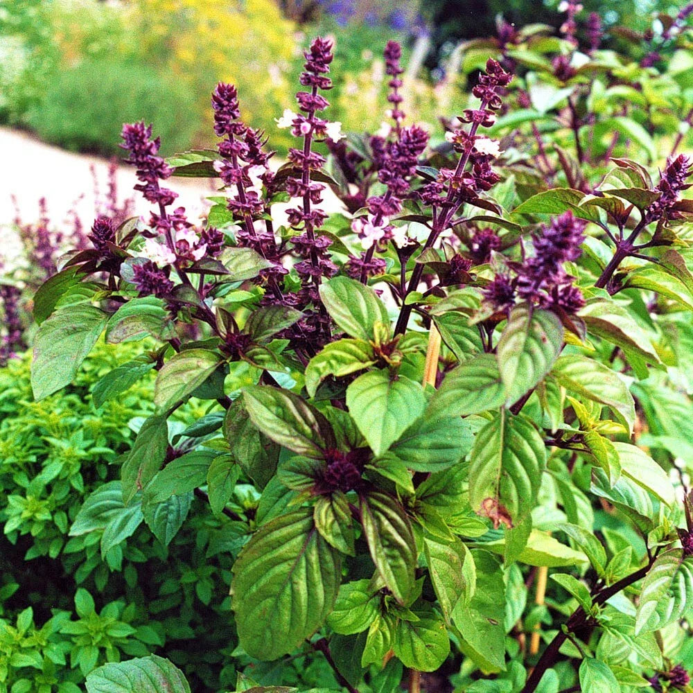 Licorice Basil Seeds 500 Count Non-GMO Flavorful Herb Ocimum basilicum