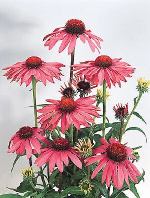 Deep Rose Coneflower Seeds - 50 Pack Echinacea Purpurea Perennial Flower Seeds for Garden Blooms