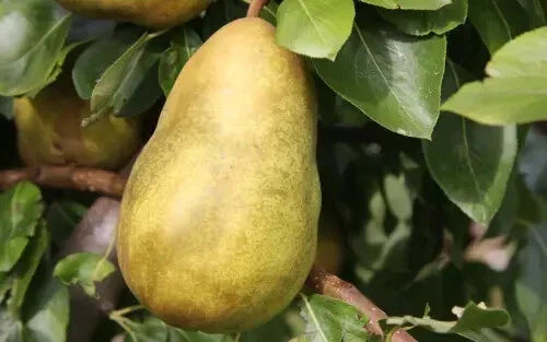 Gorham Pear Seeds - 25+ Pack for Garden Planting - Pyrus calleryana - USA Grown, Free Shipping