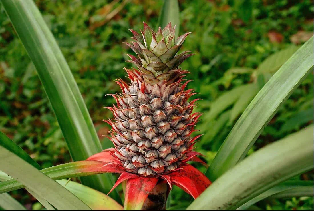Wild Pineapple Seeds for Planting - 10 Seeds - Bromelia Pinguin - Tropical Fruit Seeds - Rare Garden Plants