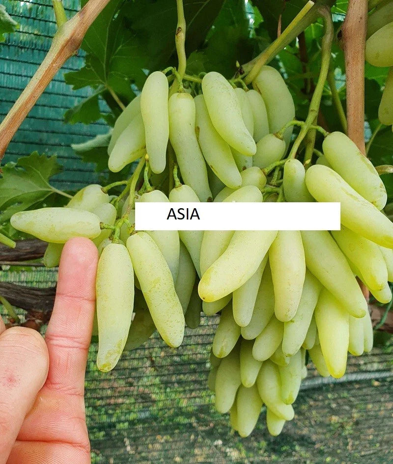 Seedless Grape Vine Cuttings - 5 Rooting/Grafting Cuttings - Asia Variety - Imported from Ukraine