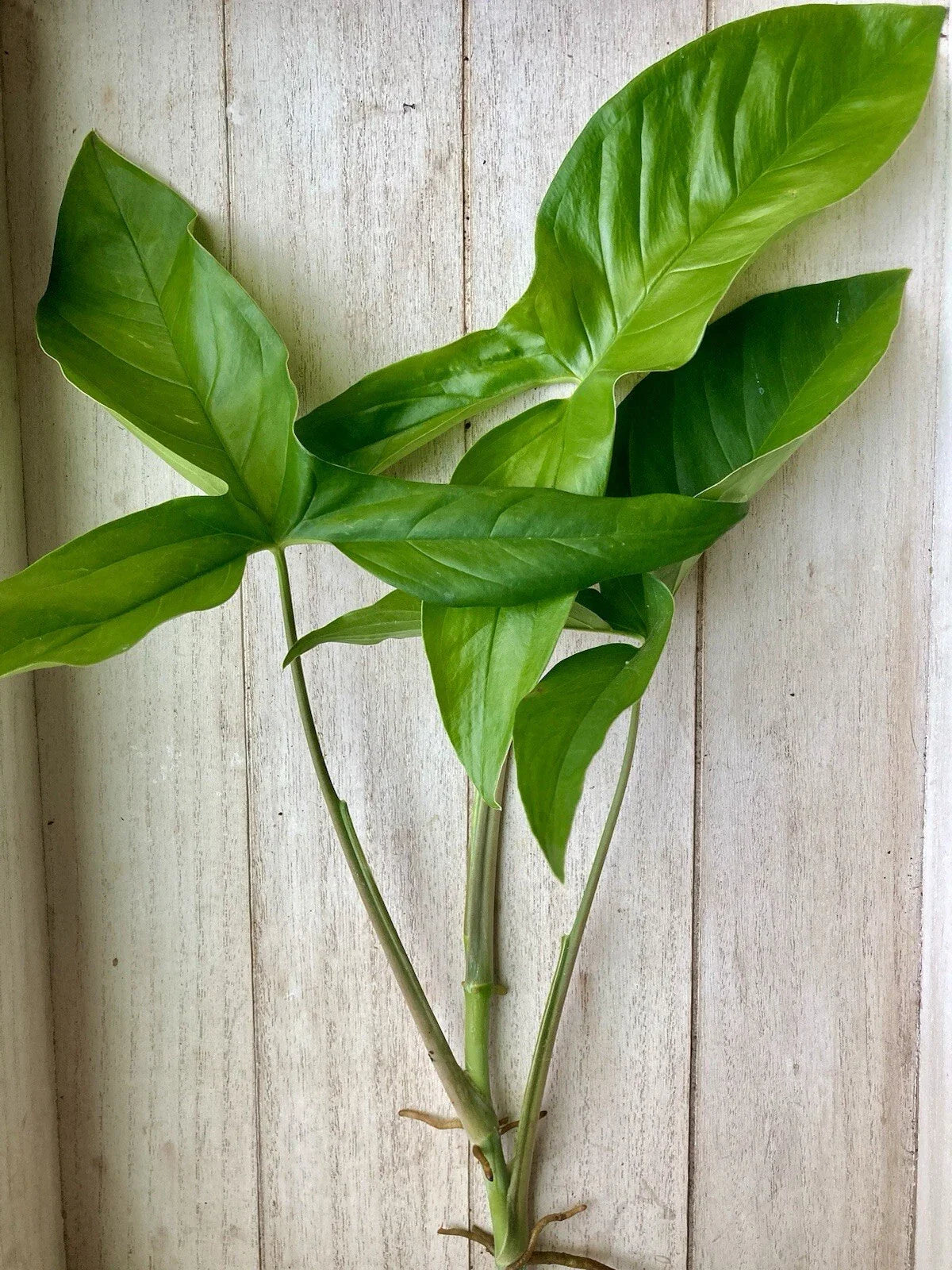 20 Rooted Plant Cuttings - Arrowhead Vine (Syngonium podophyllum) - Easy Care Indoor Plants for Home Decor