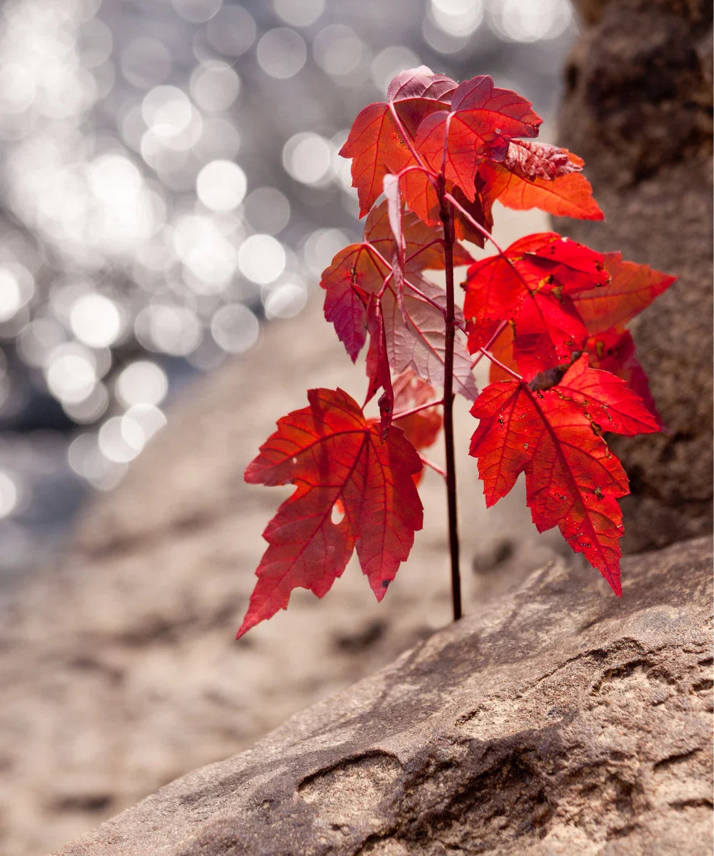 Red Maple Starter Live Tree 4+ Inches - Acer Rubrum - Vibrant Red Foliage, Hardy Landscape Plant
