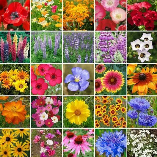 Wildflower Mix 1000 Seeds Southwest Region 25 Species Perennials Non-GMO - Native Flower Seed Blend