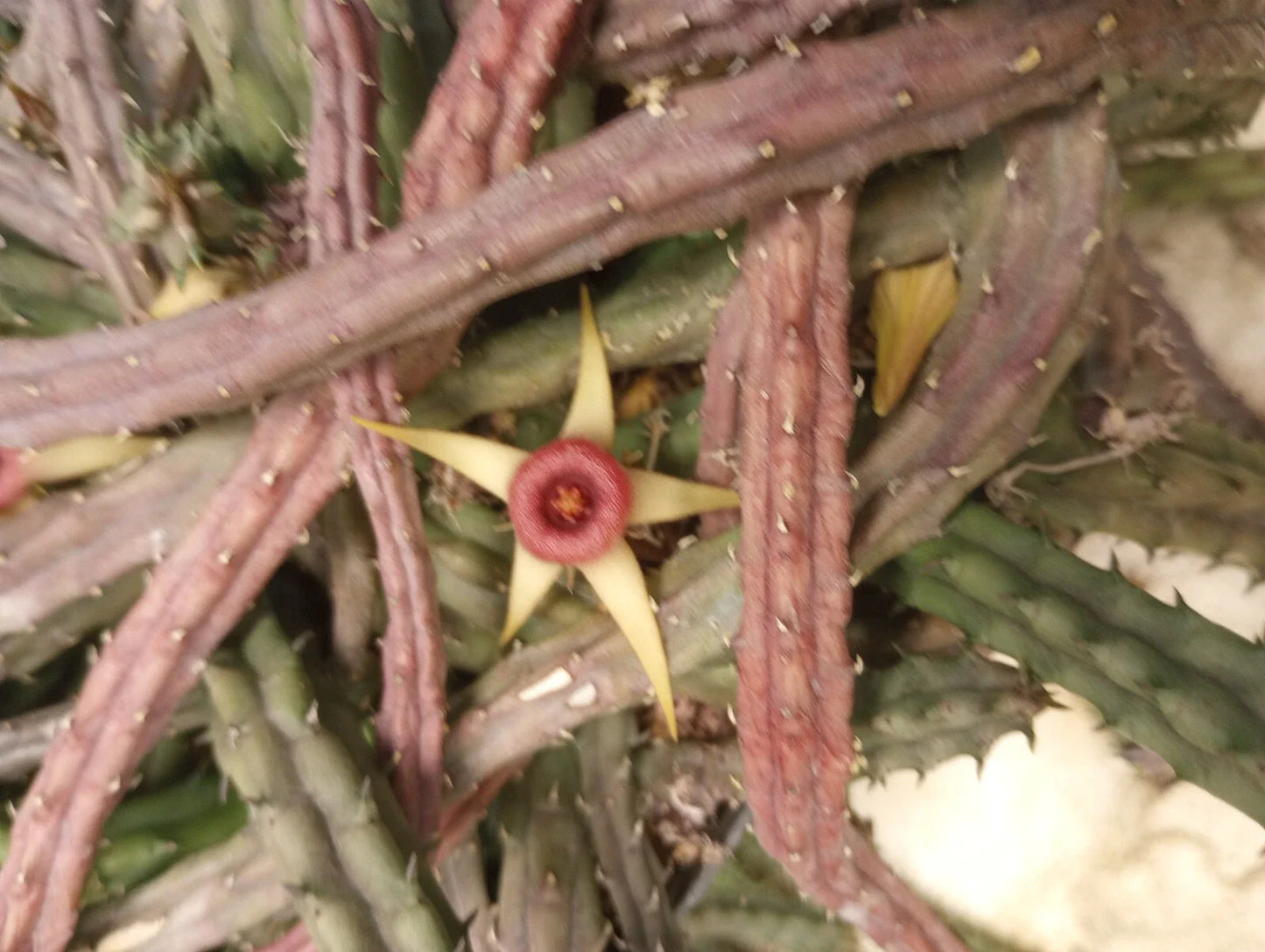Unrooted Cuttings Huernia procumbens Succulent Plant | Unique Starfish Flower Variety