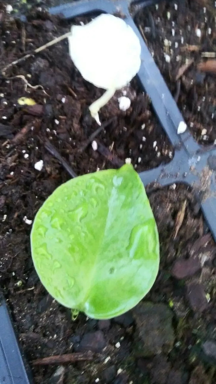 Monstera Deliciosa Seedlings - Green Variegated - Tropical Houseplant - Rare Indoor Plant