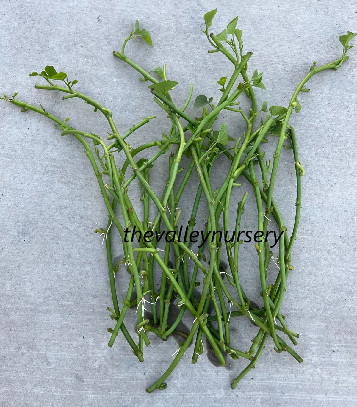Sweet Potato Slips - 10 Rooted Vines - Fresh Cutting - Ipomoea batatas