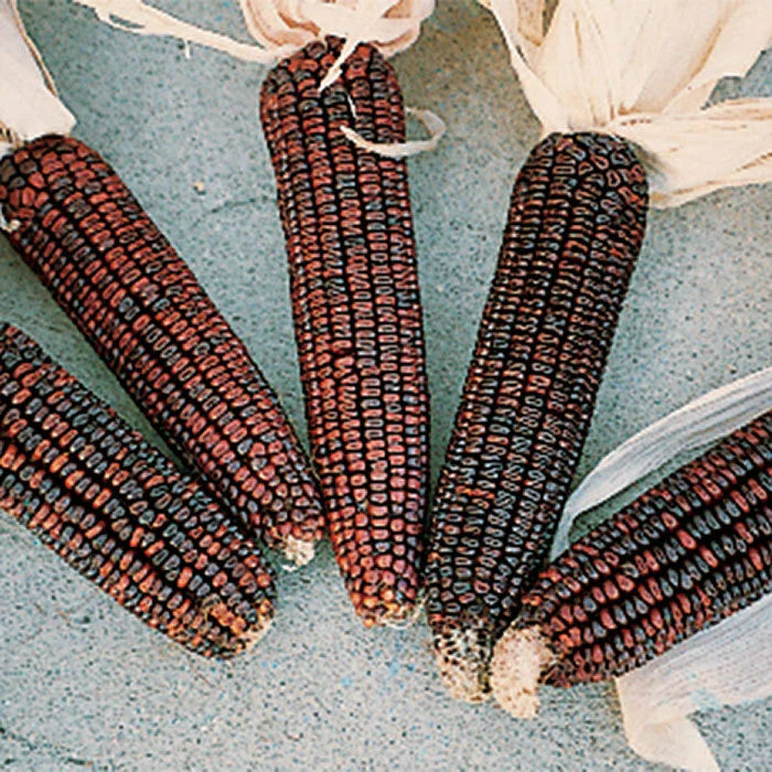 Ornamental Corn Seeds - Bloody Butcher Variety - Fresh Seed for Planting - Zea mays 'Bloody Butcher'