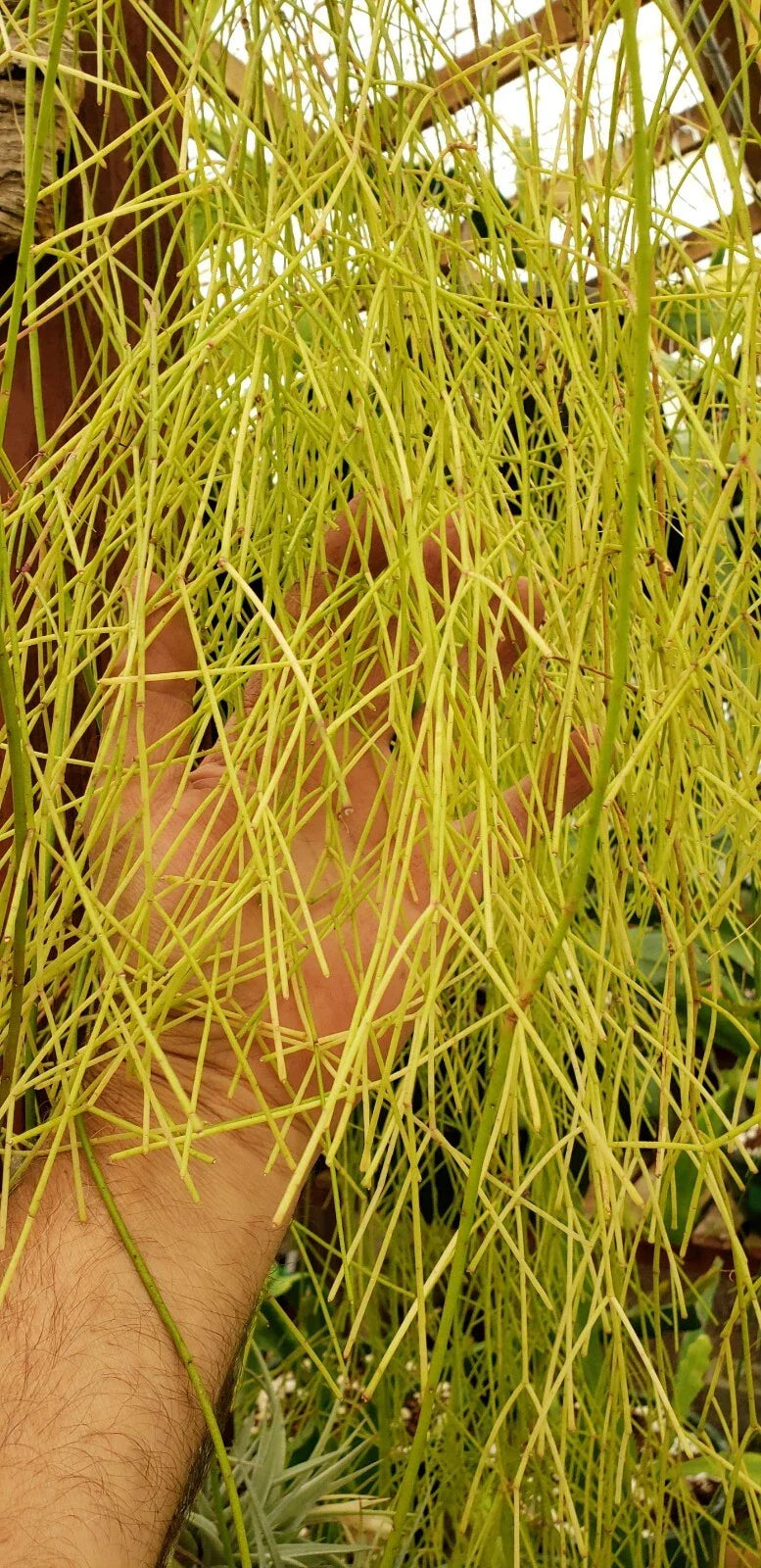 Unrooted Cuttings - Rhipsalis burchellii - Mistletoe Cactus - Rare Jungle Cactus - Unique Houseplant