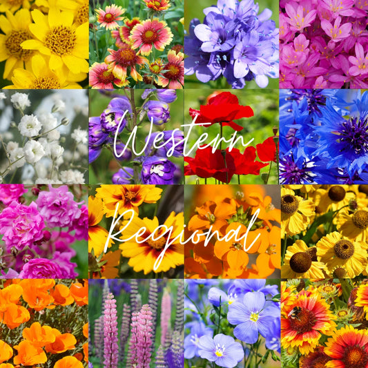 Bulk Wildflower Seed Mix 1/2 lb - Western U.S. Regional Variety - Covers 1,600 sq ft - Native Wildflowers for Garden