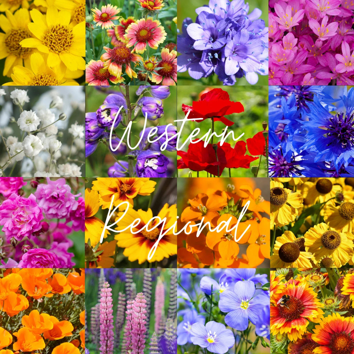 Bulk Wildflower Seed Mix 1/2 lb - Western U.S. Regional Variety - Covers 1,600 sq ft - Native Wildflowers for Garden
