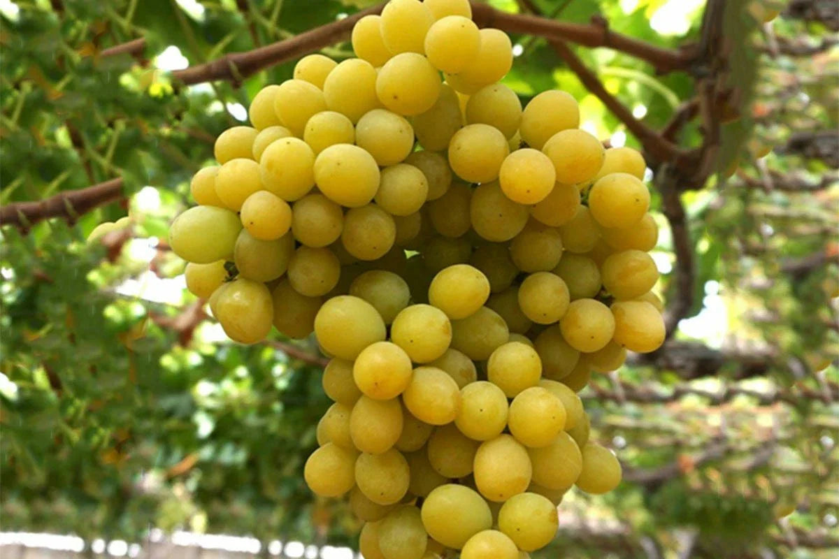 Cotton Candy Grape Cuttings - 3 Easy Rooting or Grafting Cuttings - Vitis vinifera