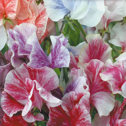 Sweet Pea Seeds | Heirloom Streamer Mix | Flower Seeds | Lathyrus odoratus