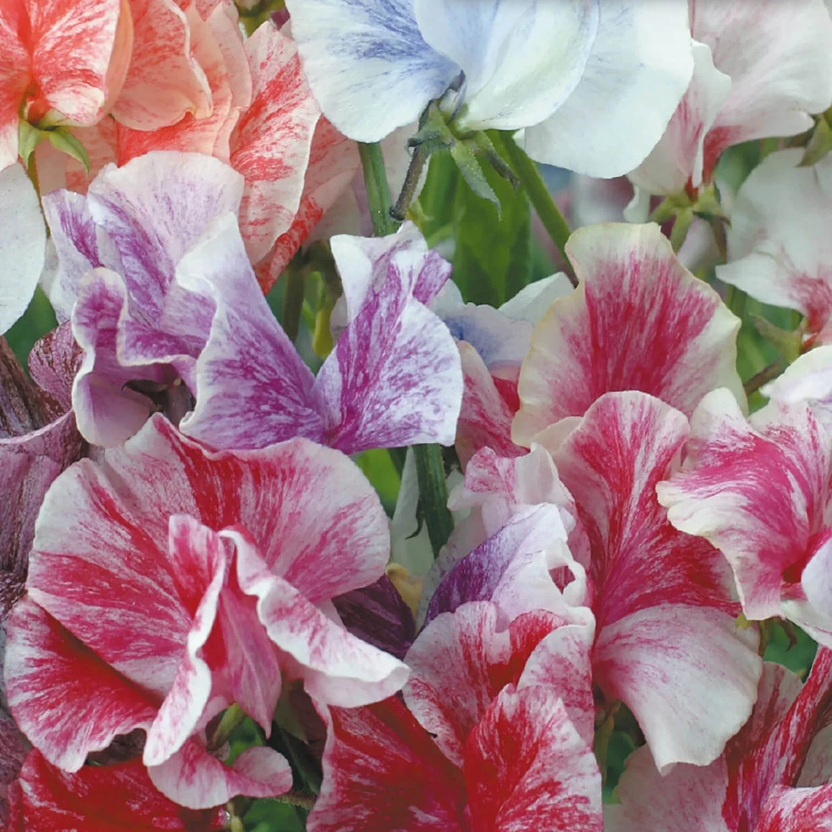 Sweet Pea Seeds | Heirloom Streamer Mix | Flower Seeds | Lathyrus odoratus