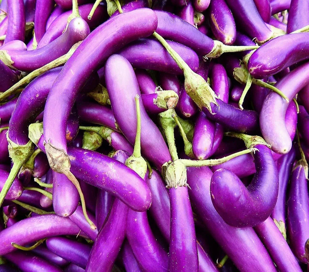 Eggplant Seeds for Planting | 250 Long Purple Seeds | Solanum melongena | Home Garden Outdoor