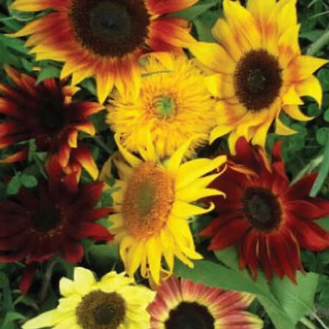 Sunflower Seeds Mix, 25+ Varieties, Non-GMO Flower Seeds, Helianthus annuus, USA Grown