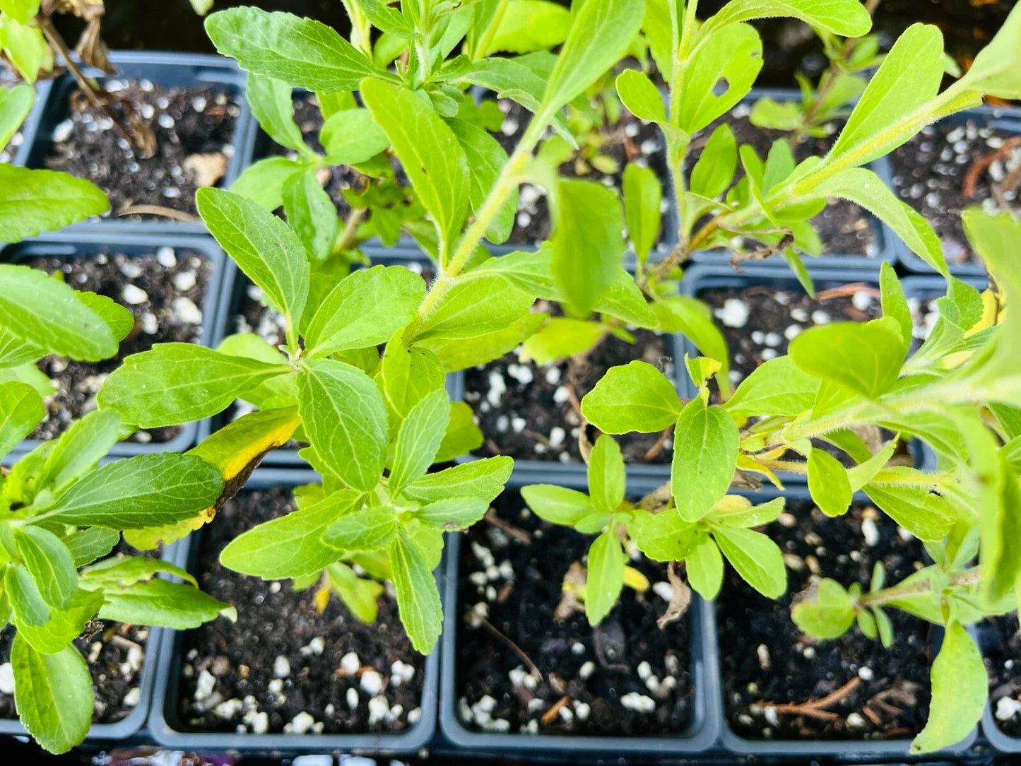 Stevia Live Plant Plug - Well-Rooted Starter Plant - Stevia Rebaudiana - Fresh Herb for Gardening and Cooking