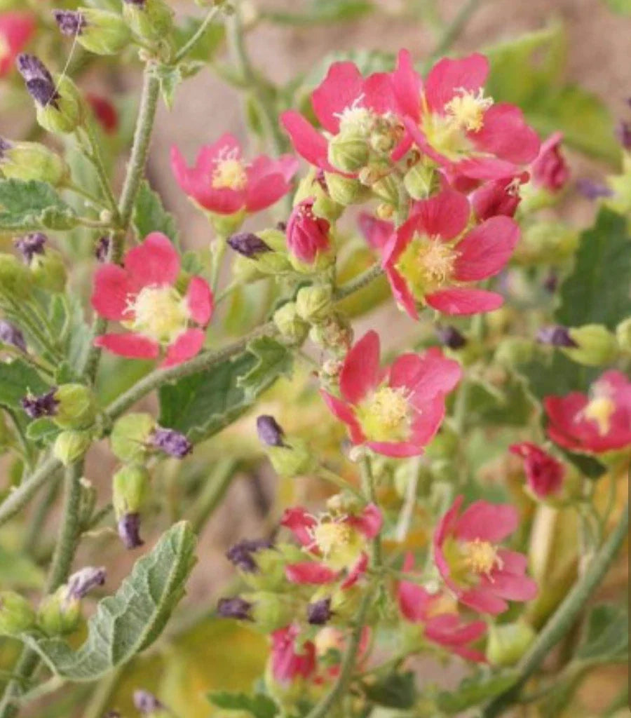 Desert Globemallow Flower Seeds - Sphaeralcea ambigua - Drought-Tolerant Native Wildflower Seeds for Garden or Landscaping