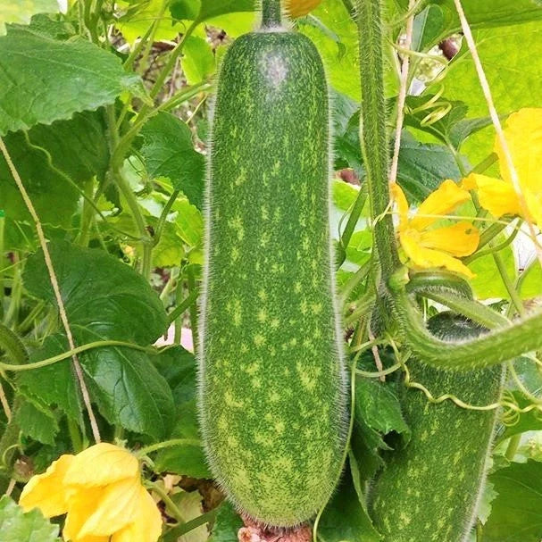 Fuzzy Hair Melon Seeds - Wax Gourd Fuzzy Hair Hairy Squash - Perfect for 2025 Planting - Cucurbita maxima