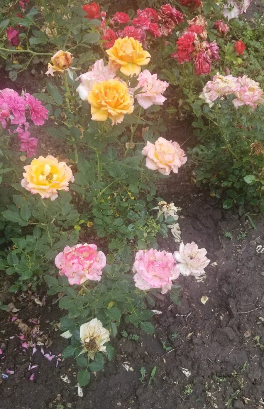 Miniature Rose Cuttings - 3 Fresh Apricot to Pink Varieties - Rosa spp.