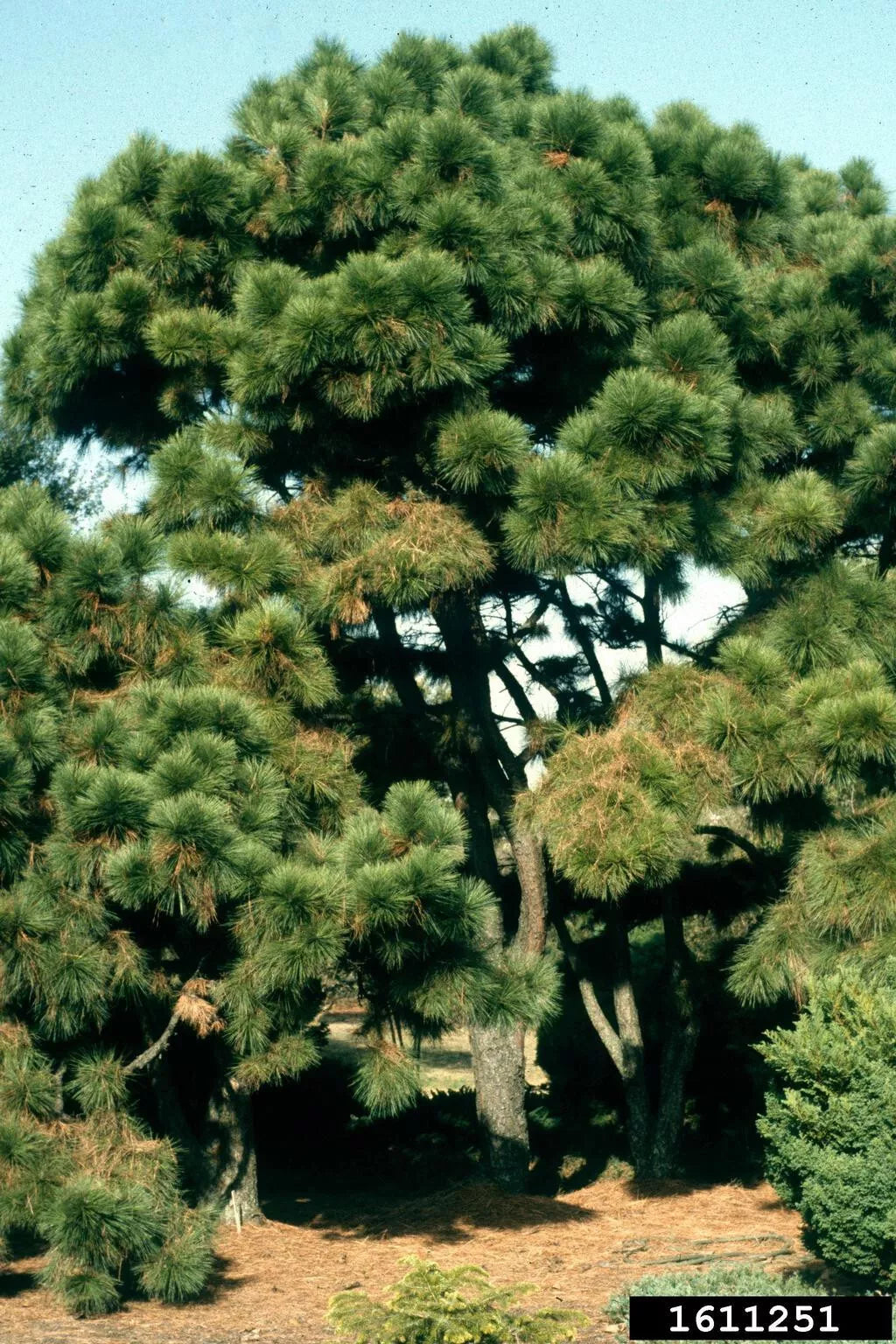 Loblolly Pine Tree Live Plant 12-16 Inches Pinus taeda Fresh Dug USA Zones 5-9