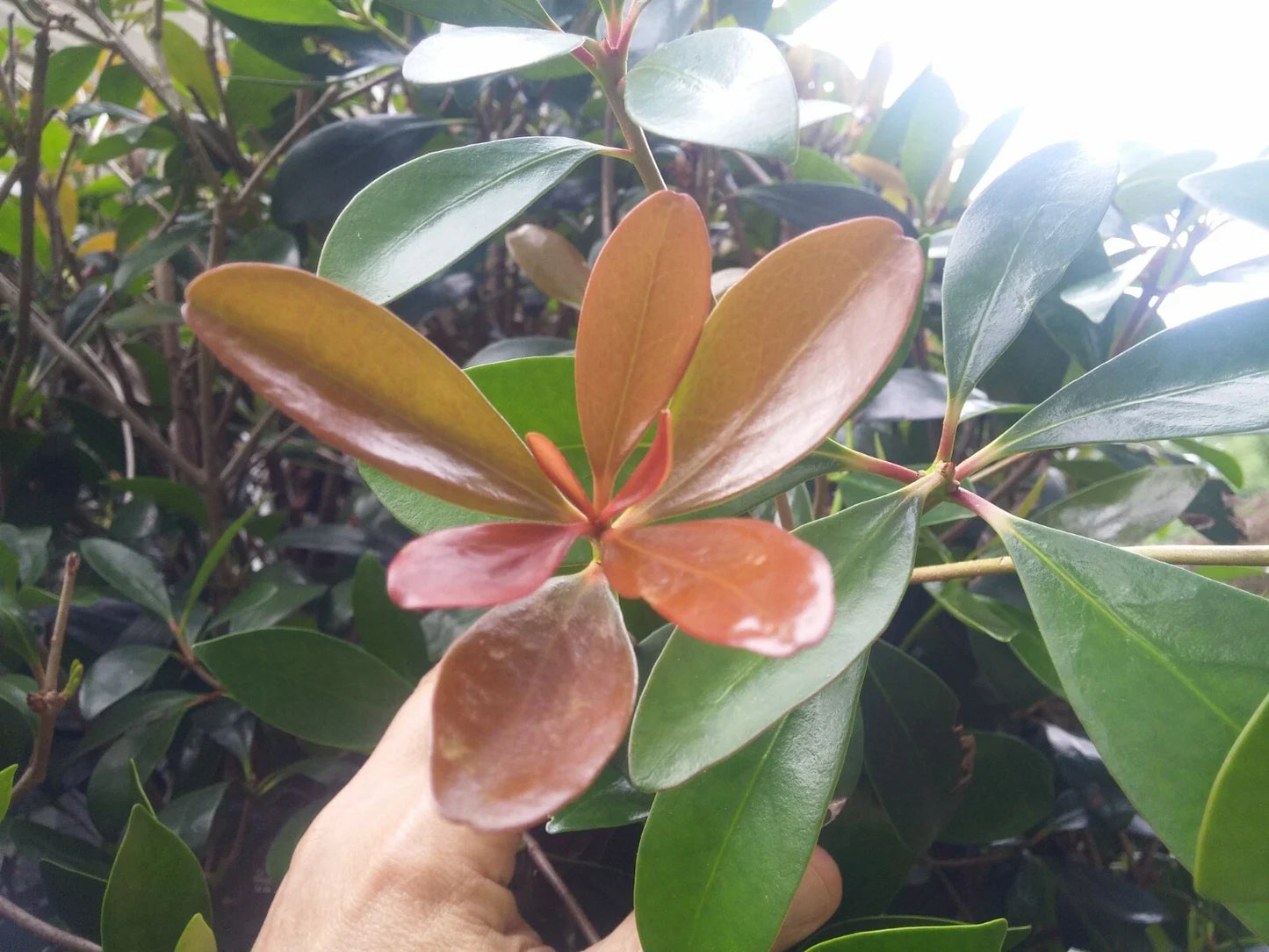 Cleyera Japonica LeAnn Cuttings - 15 Thin Glossy Evergreen Bushes for Hedges