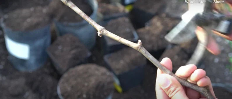 Organic Kyoho Grape Cuttings - 6 Fresh Cuttings for Propagation - Vitis vinifera