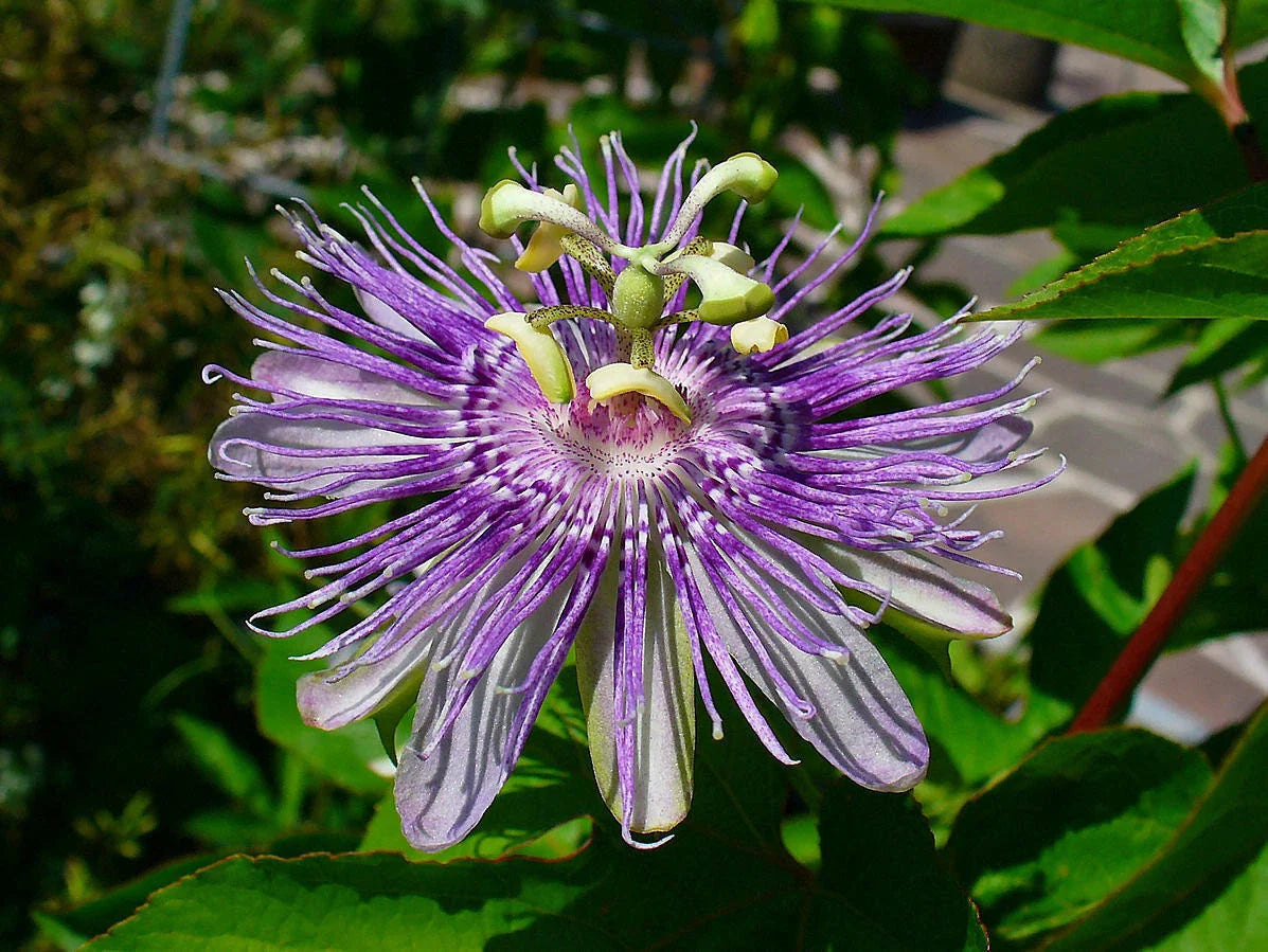 Organic Maypop Purple Passion Seeds - Passiflora Incarnata - Edible Fruit, Non-GMO, Heirloom Variety