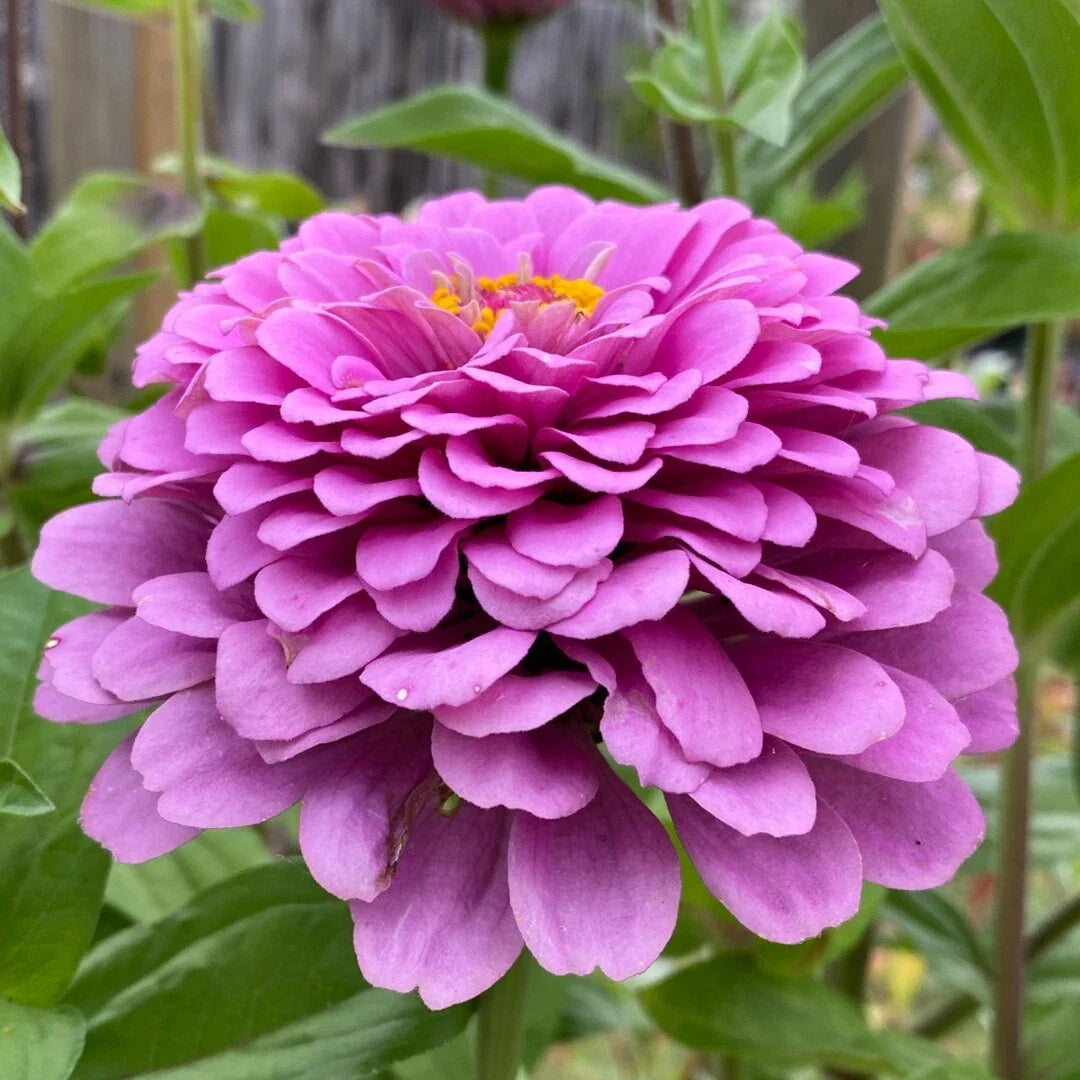 Zinnia Seeds - Giant Purple Flower, Non-GMO Pollinator, 2025 - Zinnia elegans